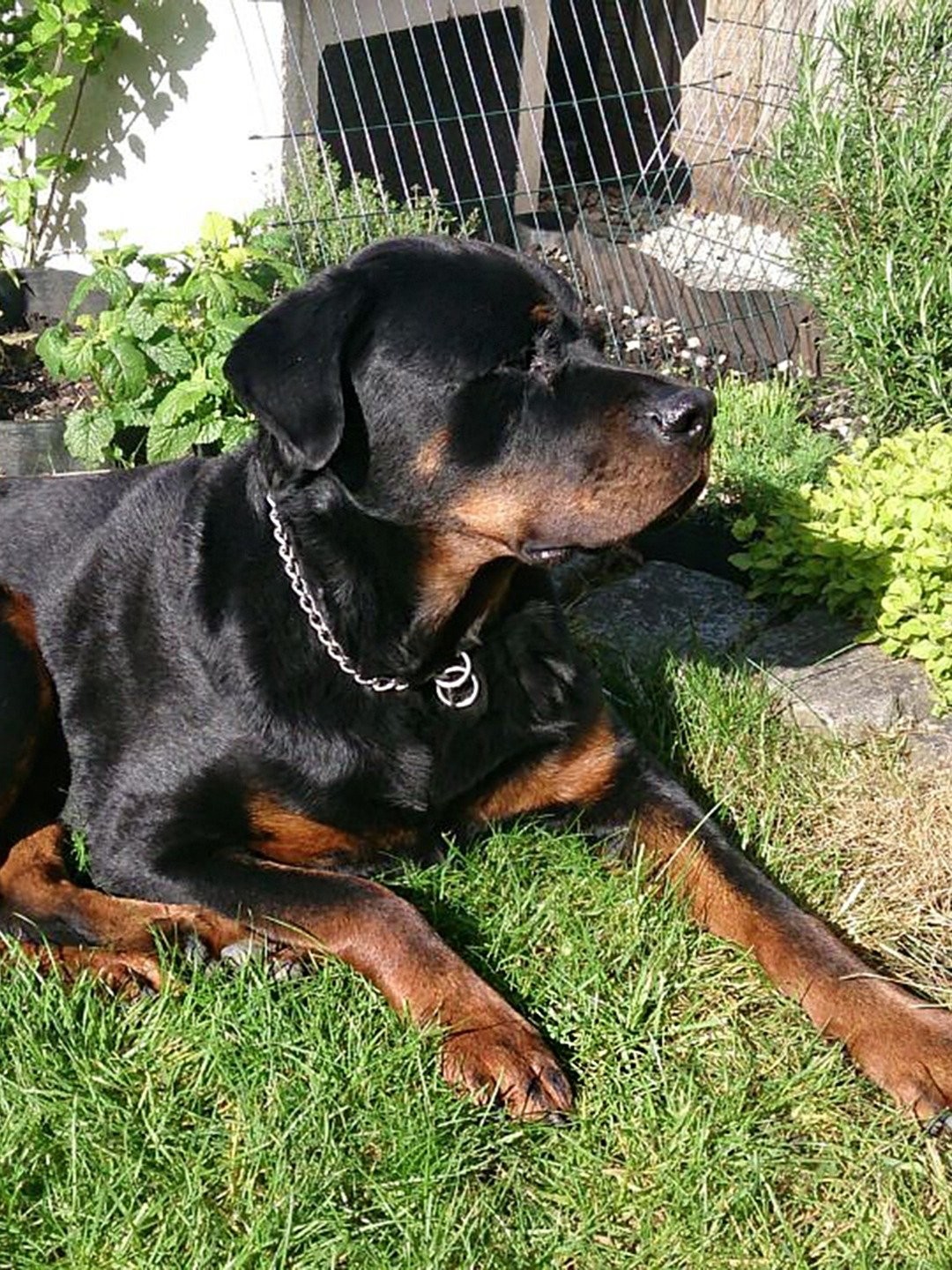 black beauty breed netflix